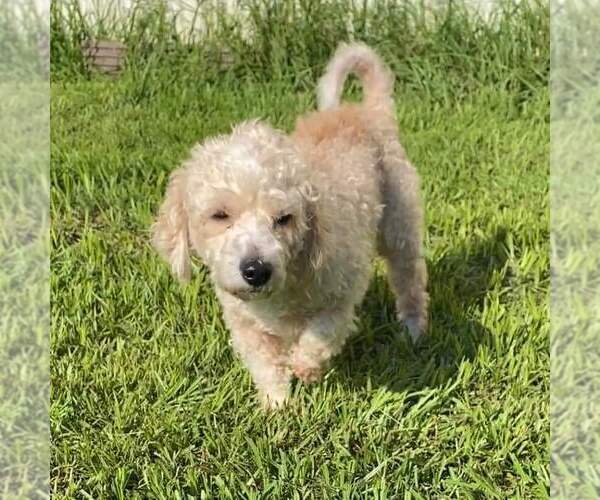 Medium Photo #2 Mutt Puppy For Sale in Abbeville, LA, USA