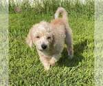 Small #1 Mutt
