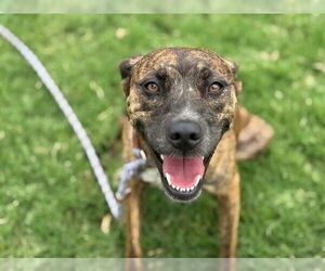 Medium American Pit Bull Terrier