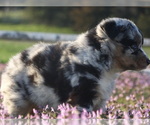 Small Photo #9 Australian Shepherd Puppy For Sale in OZARK, AR, USA