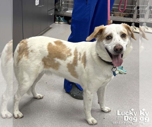 Medium Photo #4 Mutt Puppy For Sale in Washington, DC, USA