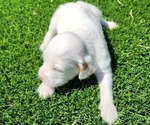 Puppy Jazzy English Setter