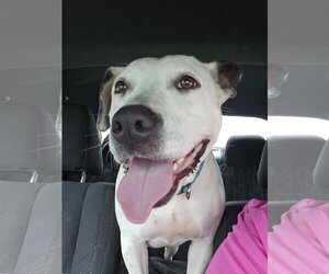 Oreo - Female Mutt Dog for Adoption - Photo #11