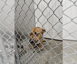 American Pit Bull Terrier-Basset Hound Mix Dogs for adoption in Temple, TX, USA