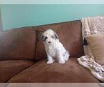 Puppy Tony Aussie-Poo