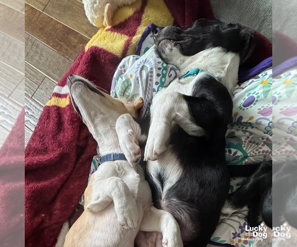 Medium Photo #8 Basset Hound-Unknown Mix Puppy For Sale in Washington, DC, USA