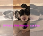 Small Photo #45 English Shepherd Puppy For Sale in NEW CASTLE, IN, USA