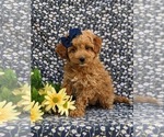 Small Photo #4 Miniature Labradoodle Puppy For Sale in KINZERS, PA, USA