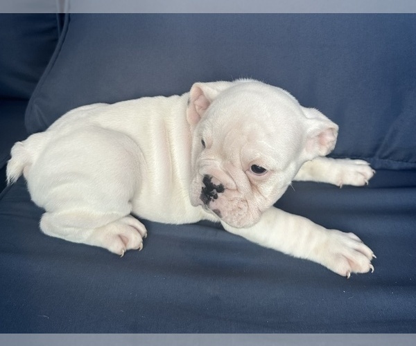 Medium Photo #8 English Bulldog Puppy For Sale in WEEKI WACHEE, FL, USA