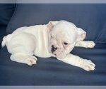 Small Photo #47 English Bulldog Puppy For Sale in WEEKI WACHEE, FL, USA