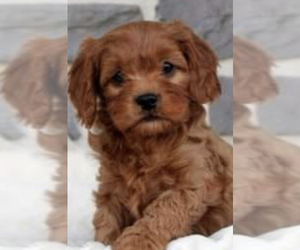 Komondor Puppy for sale in MATTOON, IL, USA