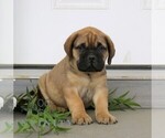 Small #3 Bullmastiff