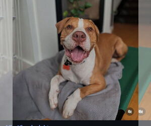 Riley - Male Mutt Dog for Adoption - Photo #2