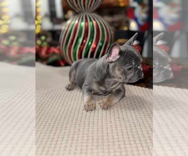 Medium Photo #6 French Bulldog Puppy For Sale in HILTON, NY, USA