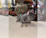 Small Photo #6 French Bulldog Puppy For Sale in HILTON, NY, USA