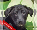 Small German Shepherd Dog Mix
