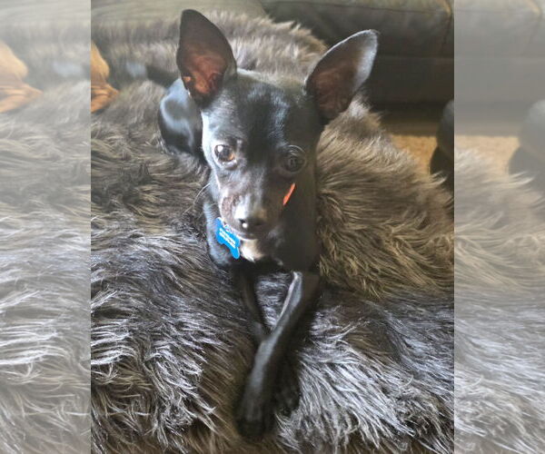 Medium Photo #5 Chihuahua-Unknown Mix Puppy For Sale in Corona, CA, USA