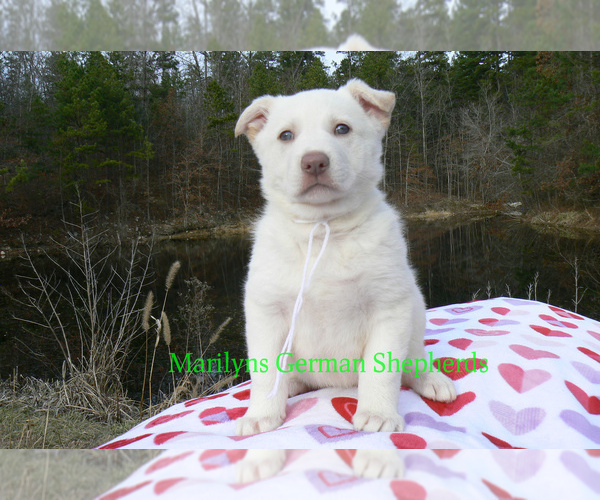 Medium Photo #5 German Shepherd Dog Puppy For Sale in PIEDMONT, MO, USA