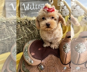 Maltipoo Puppy for sale in LANCASTER, MO, USA