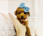 Small #25 Poodle (Toy)