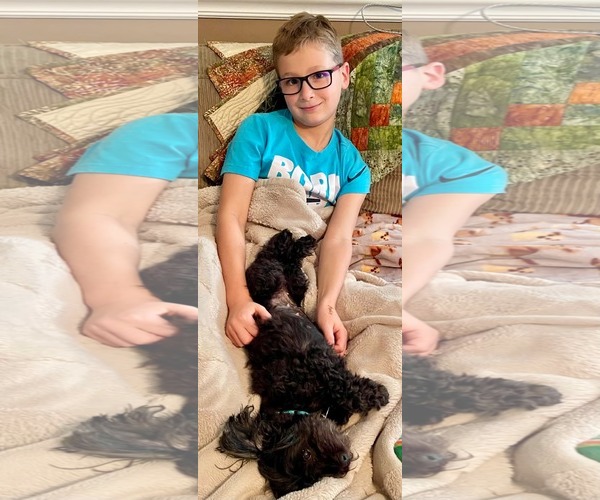 Medium Photo #7 ShihPoo Puppy For Sale in Arlington, VA, USA