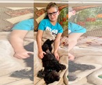 Small #6 ShihPoo