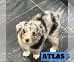 Small Photo #5 Australian Shepherd Puppy For Sale in NEW BRAUNFELS, TX, USA