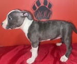 Small #3 American Pit Bull Terrier