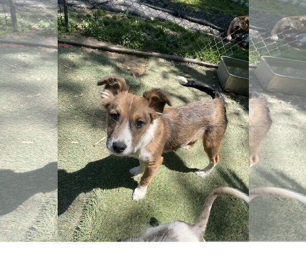 Medium Photo #1 Mutt Puppy For Sale in Tracy City, TN, USA