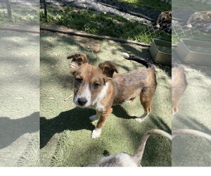 Mutt Dogs for adoption in Tracy City, TN, USA