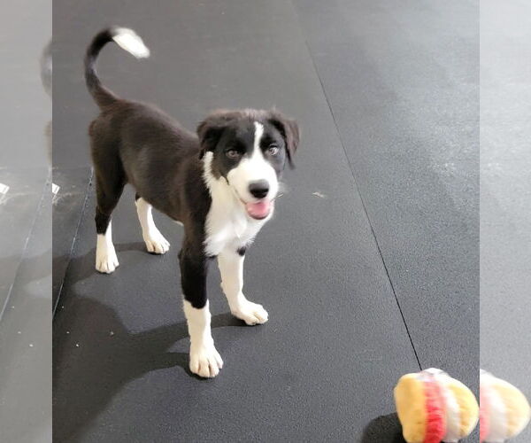 Medium Photo #22 Border Collie Puppy For Sale in Highland, IL, USA