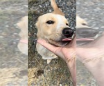 Small #6 Labrador Retriever Mix
