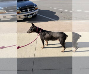 Nellie Adoption Pending! - Female Doberman Pinscher Dog for Adoption - Photo #5