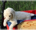 Small Photo #37 Poodle (Standard) Puppy For Sale in LAKE CITY, FL, USA