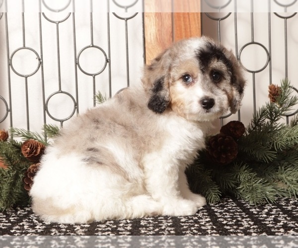 Medium Photo #14 Poochon Puppy For Sale in NAPLES, FL, USA