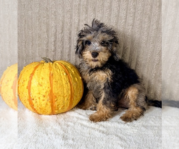 Medium Photo #5 Bernedoodle (Miniature) (+ Poodle Miniature) Puppy For Sale in INDIANAPOLIS, IN, USA