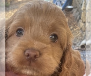 Cane Corso Puppy for sale in BOONES MILL, VA, USA