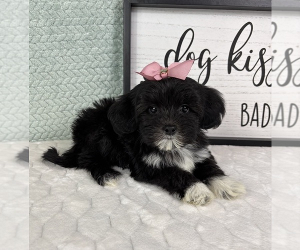 Medium Photo #6 Maltipoo (Toy) Puppy For Sale in FRANKLIN, IN, USA