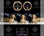 Small Photo #2 Dachshund Puppy For Sale in WARSAW, IN, USA