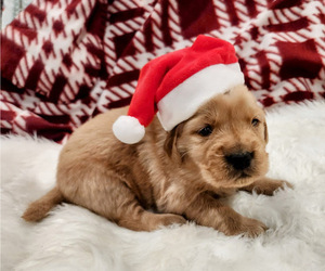 Golden Retriever Puppy for sale in ELMER, NJ, USA