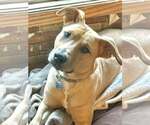 Small #6 Retriever  Mix