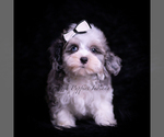 Small Photo #27 Maltipoo (Miniature) Puppy For Sale in WARSAW, IN, USA