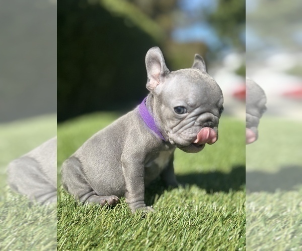 Medium Photo #4 French Bulldog Puppy For Sale in COLUMBUS, OH, USA