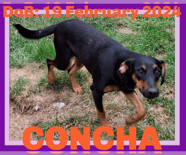 Medium Photo #12 Doberman Pinscher-Unknown Mix Puppy For Sale in Sebec, ME, USA