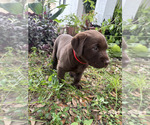 Small #2 Labrador Retriever