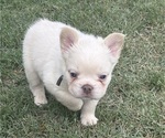 Puppy Yetti French Bulldog