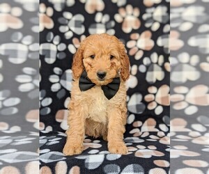 Double Doodle Puppy for sale in CHRISTIANA, PA, USA