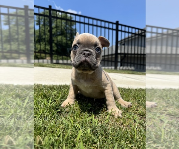Medium Photo #14 French Bulldog Puppy For Sale in SAYREVILLE, NJ, USA