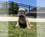 Small Photo #14 French Bulldog Puppy For Sale in SAYREVILLE, NJ, USA