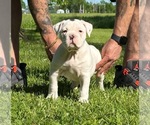 Puppy Puppy 2 Olde English Bulldogge